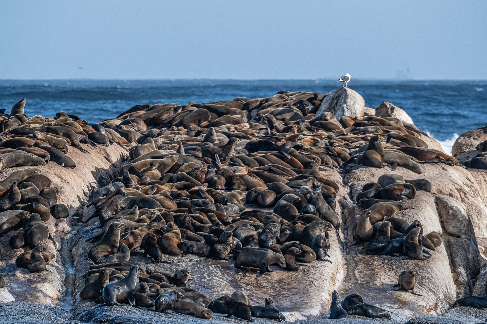 A Seagull Among Seals